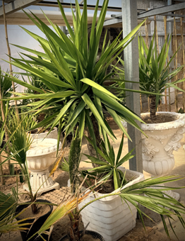 یوکا بزرگ یوکا تنه دار - تصویر 1